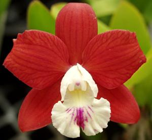 Cattleya Carlos E. Ospina