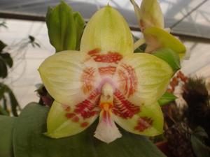 Phalaenopsis Yaphon Gelacea