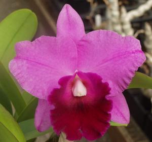 Cattleya Purple Splendor