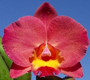 Rhyncholaeliocattleya Louise Clarke