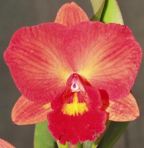 Rhyncholaeliocattleya Louise Clarke