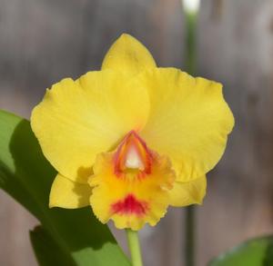 Rhyncholaeliocattleya Louise Clarke