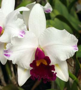 Cattleya Magic Melody