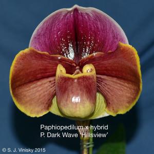 Paphiopedilum Dark Wave