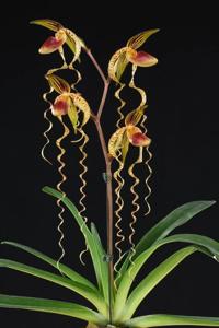 Paphiopedilum Chiu Hua Dancer