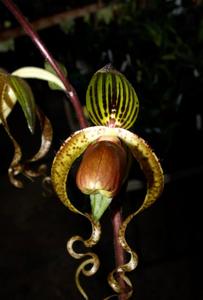 Paphiopedilum Chiu Hua Dancer