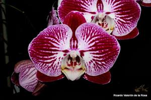 Phalaenopsis Chian Xen Piano