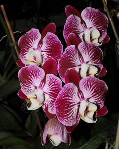 Phalaenopsis Chian Xen Piano