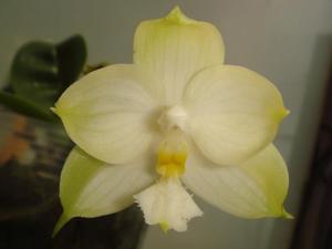 Phalaenopsis Yaphon Skype