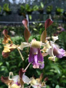 Dendrobium Kaifano