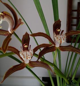 Cymbidium Ken Siew