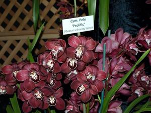 Cymbidium Pele