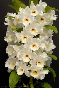 Dendrobium Medalist