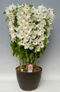 Dendrobium Medalist