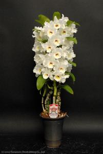 Dendrobium Medalist