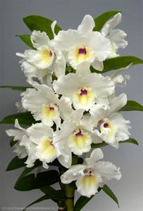 Dendrobium Medalist