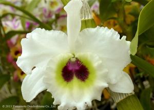 Dendrobium Medalist