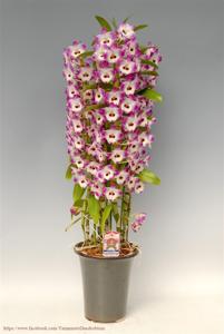 Dendrobium Asian Smile