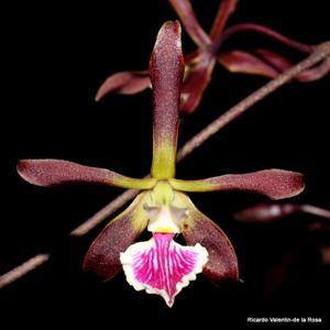 Encyclia Summer Stars