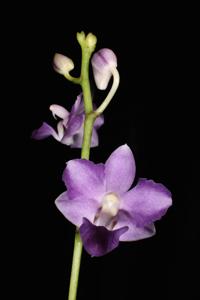 Phalaenopsis Tying Shin Blue Jay