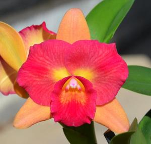 Rhyncholaeliocattleya Denis Roessiger