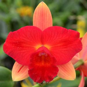 Rhyncholaeliocattleya Denis Roessiger