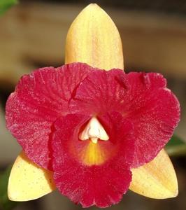 Rhyncholaeliocattleya Denis Roessiger