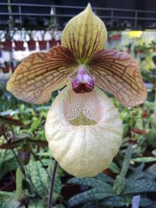 Paphiopedilum fanaticum