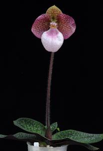 Paphiopedilum fanaticum