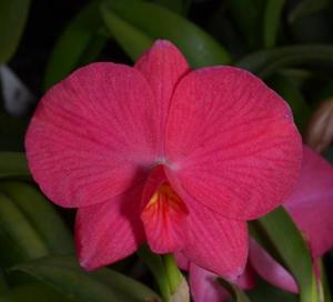 Cattleya Pink Opal