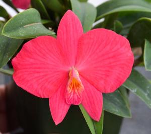 Cattleya Pink Opal