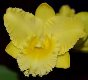 Rhyncholaeliocattleya Karen's Sunrise