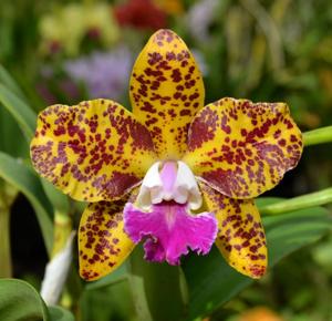 Rhyncholaeliocattleya Sun Spots