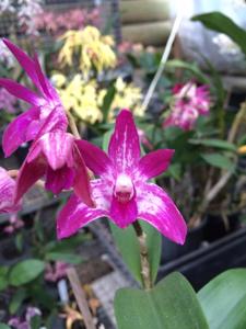 Dendrobium Jackaroo