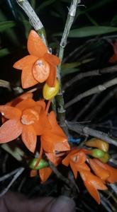 Dendrobium Gowan's Tangello