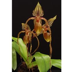 Paphiopedilum King Cobra