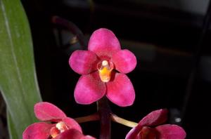 Sarcochilus Magic