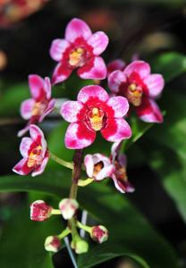 Sarcochilus Magic