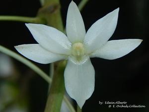 Aerangis Elro