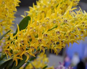 Dendrobium Cosmic Gold