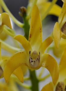 Dendrobium Cosmic Gold