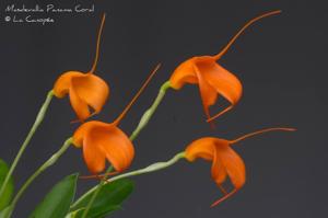 Masdevallia Panama Coral