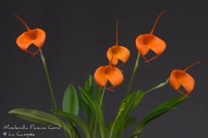 Masdevallia Panama Coral