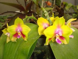 Phalaenopsis KS Happy Eagle