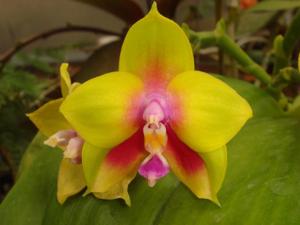 Phalaenopsis KS Happy Eagle