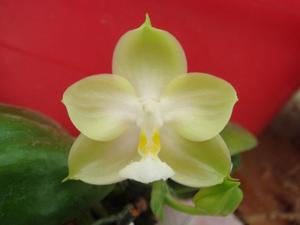 Phalaenopsis Yaphon Green Jewel