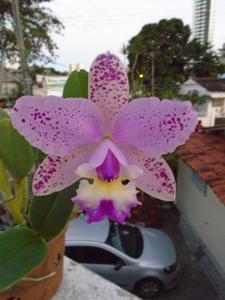 Cattleya Cruzeiro do Sul