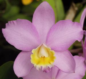 Cattlianthe Pink Treasure