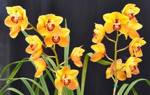 Cymbidium Dural Gold