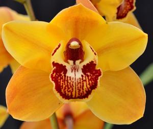 Cymbidium Dural Gold